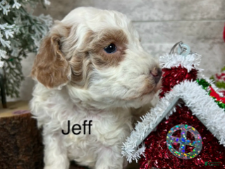Toy Poodle dogs Jeff - Ad 33