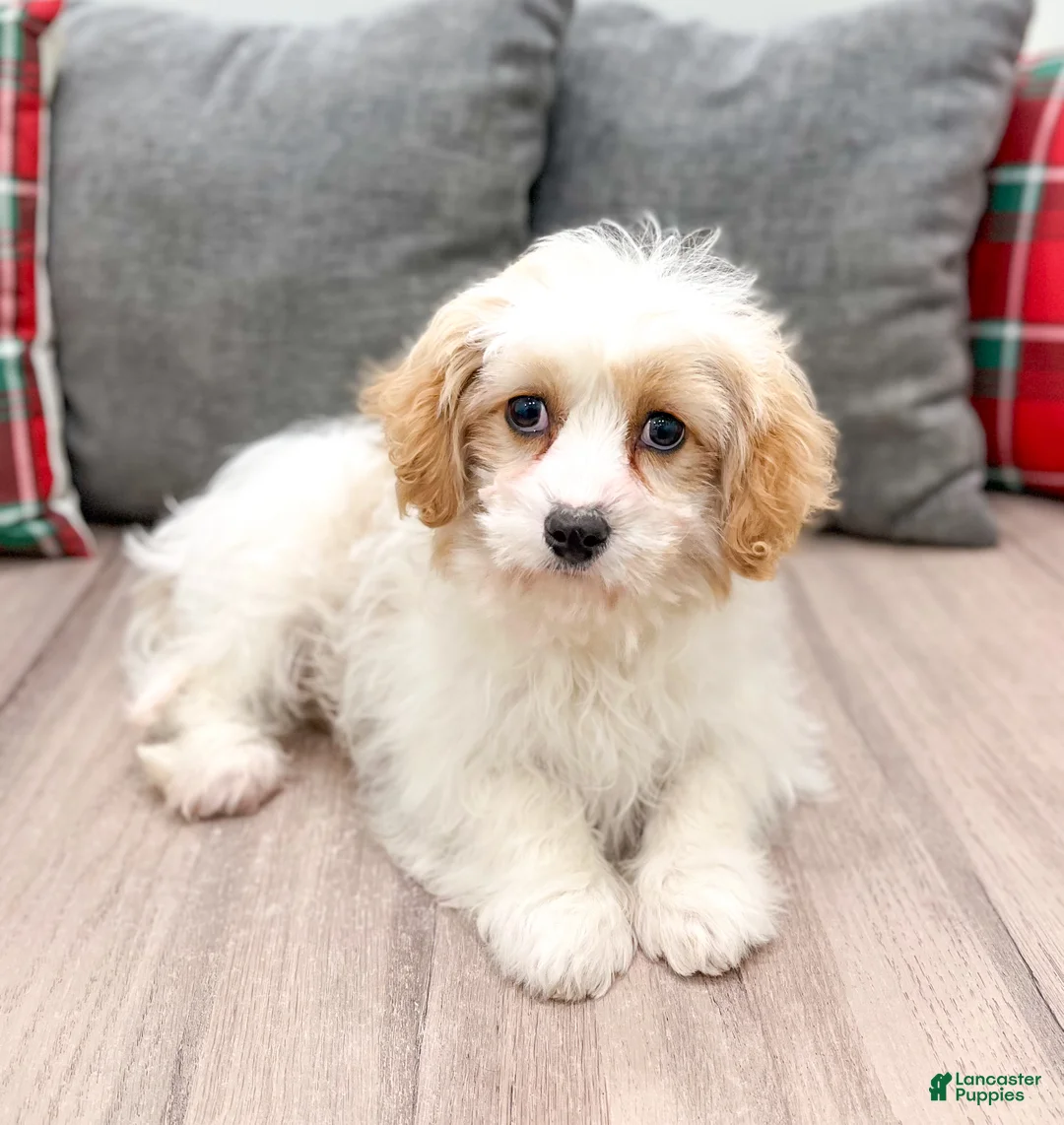 Cavapoo dogs for sale: Ollie - Ad 2