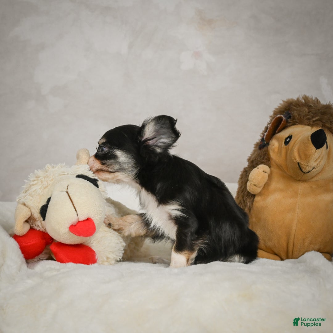 Chihuahua dogs for sale: Tiny - Ad 2