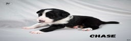 Border Collie dogs for sale: Chase  - Ad 2