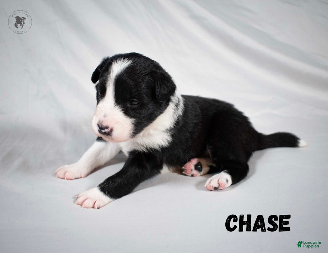 Border Collie dogs for sale: Chase  - Ad 2