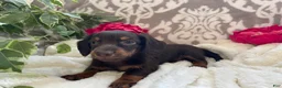 Miniature Dachshund dogs for sale: Conner - Ad 4
