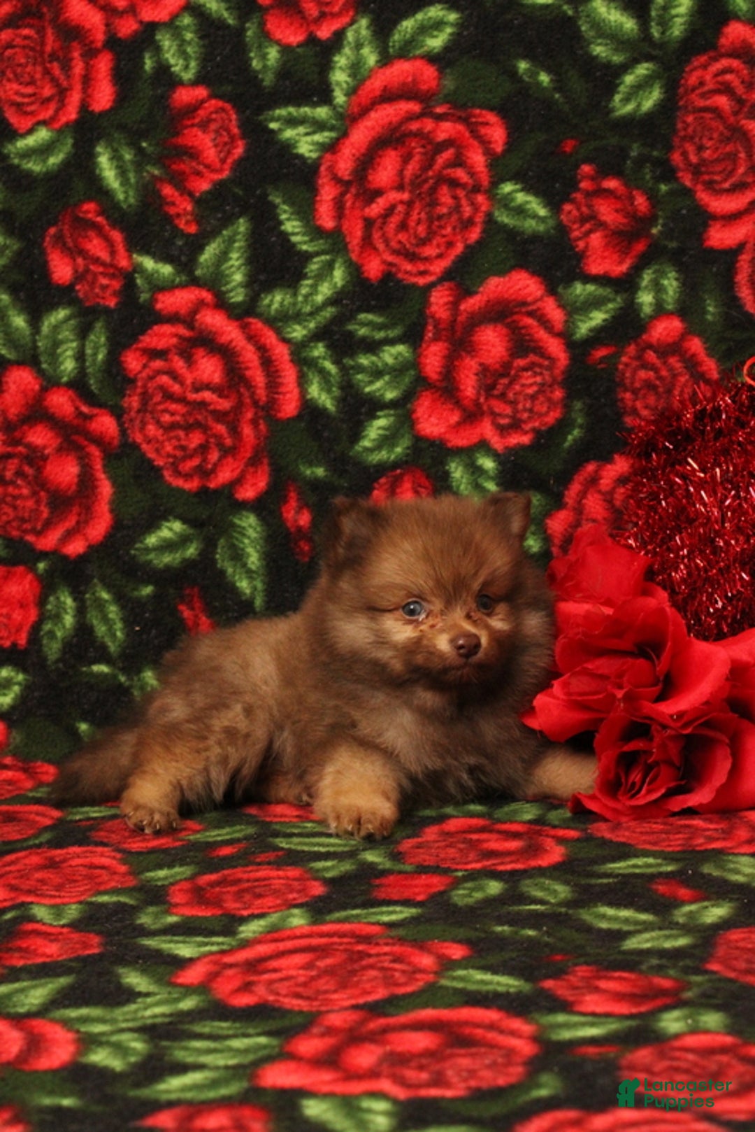 Pomeranian dogs for sale: Lazarus - Ad 4