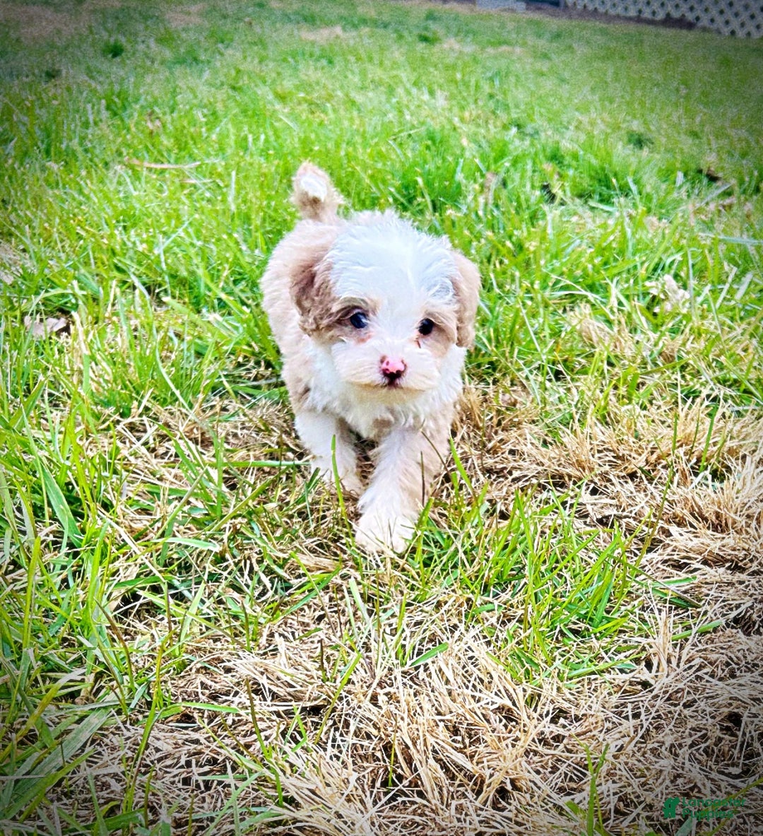 Havapoo dogs for sale: Whisper - Ad 7