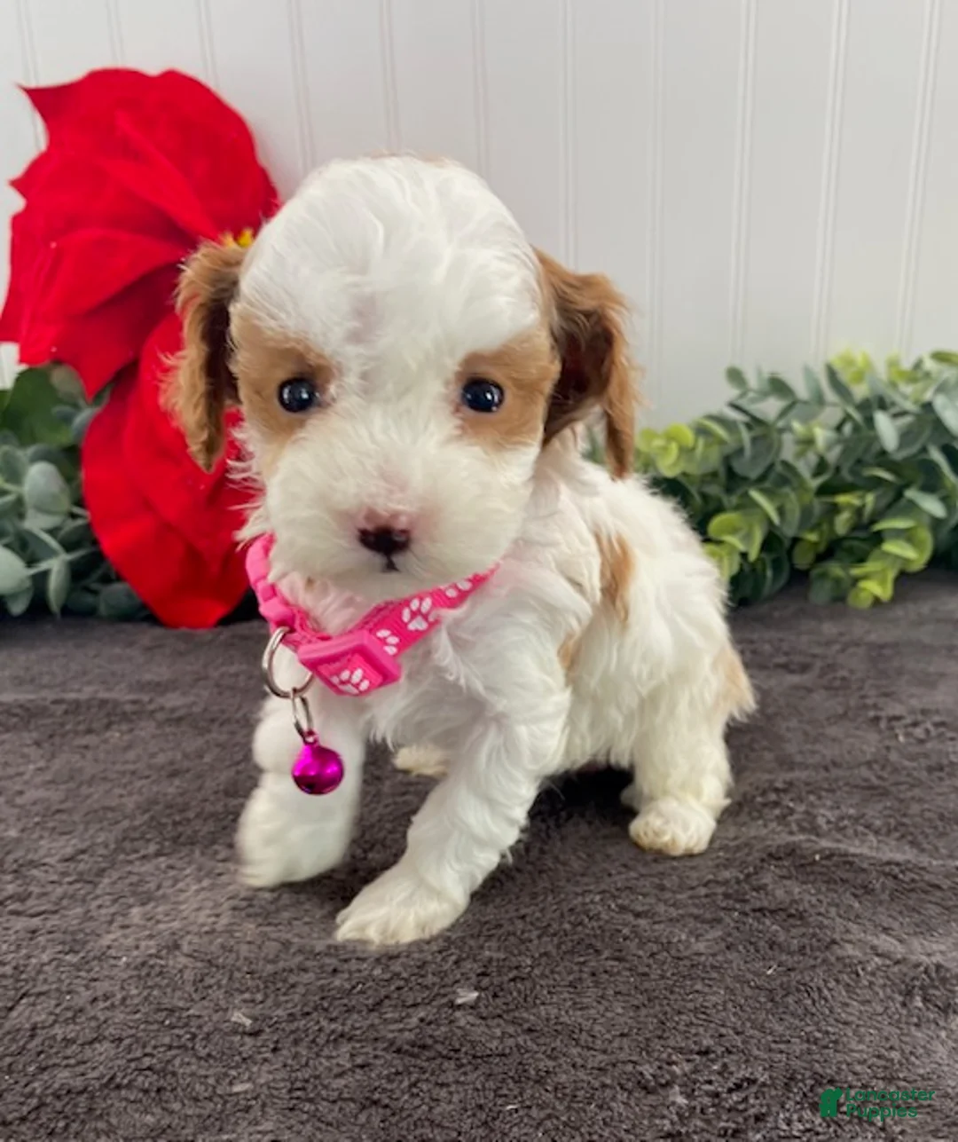 Toy Poodle dogs for sale: Kandy-tiny - Ad 2