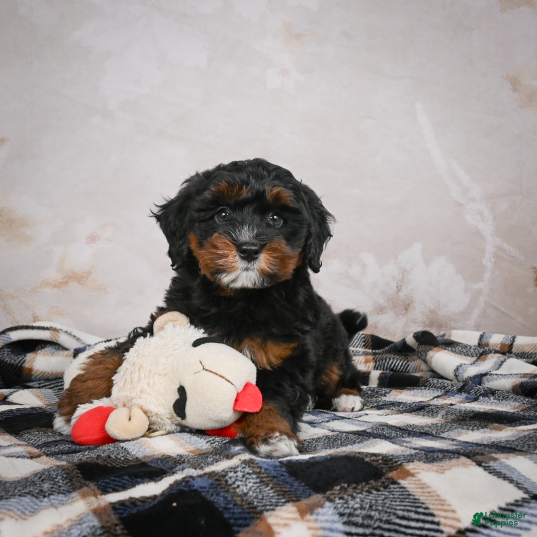 Bernedoodle dogs for sale: Kobe - Ad 5
