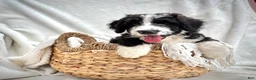Bernedoodle dogs for sale: Cooper - Ad 7