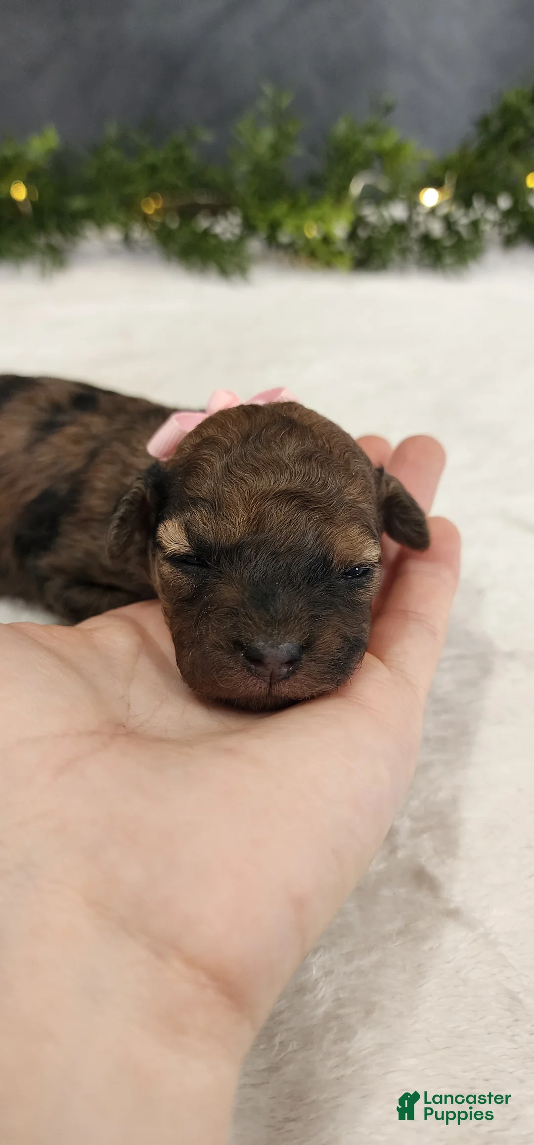 Miniature Poodle dogs for sale: Miniature Poodle Puppy 5 - Ad 4