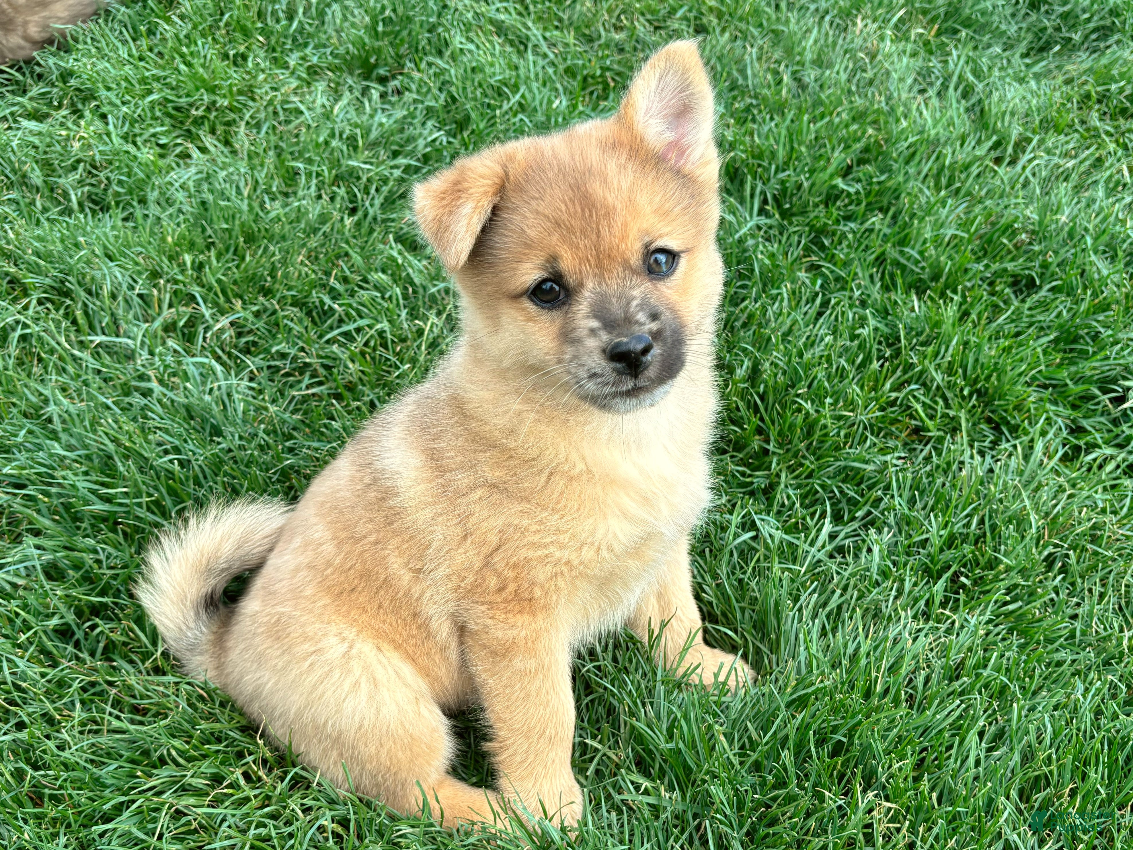 Mixed Breed dogs Luigi - Ad 1