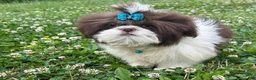 Shih Tzu dogs for sale: Weston - Ad 6