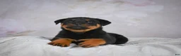 Rottweiler dogs for sale: Turbo - Ad 14