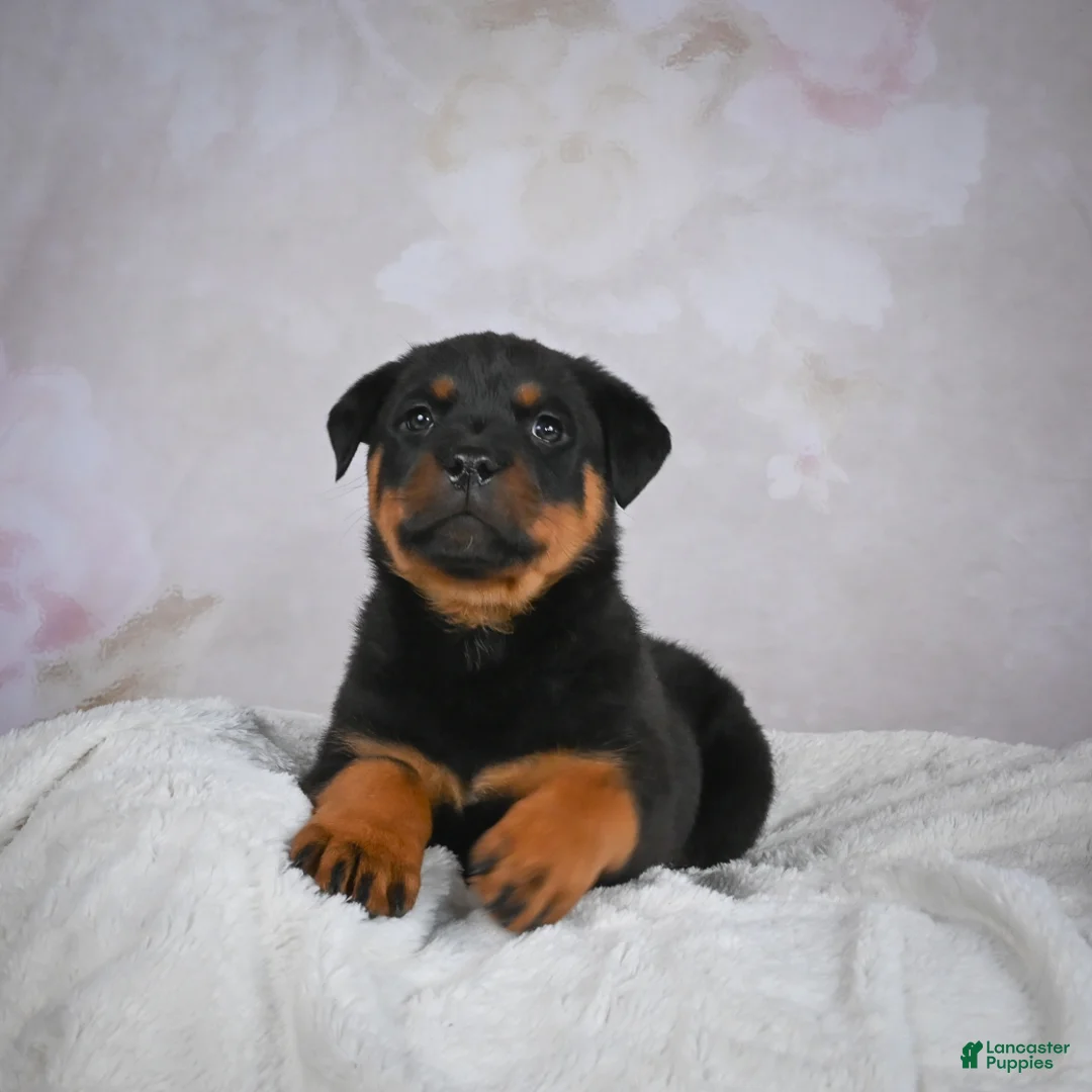 Rottweiler dogs for sale: Turbo - Ad 14