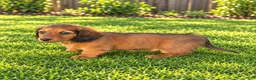 Miniature Dachshund dogs for sale: Barbie - Ad 5