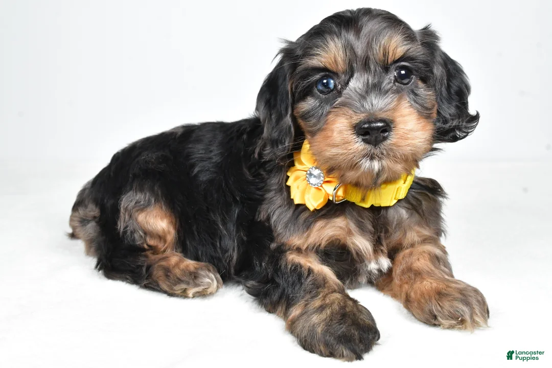 Cockapoo dogs for sale: Peggy - Ad 2