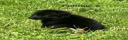 German Shepherd dogs for sale: German Shepherd 3 - Ad 28