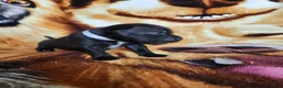 Staffordshire Bull Terrier dogs for sale: Wes - Ad 4