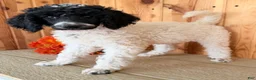 Standard Poodle dogs for sale: Karma - Ad 3