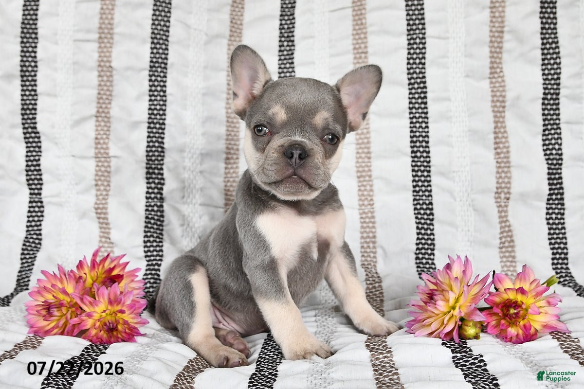 French Bulldog dogs Oliver - Ad 1