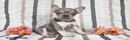French Bulldog dogs for sale: Oliver - Ad 1