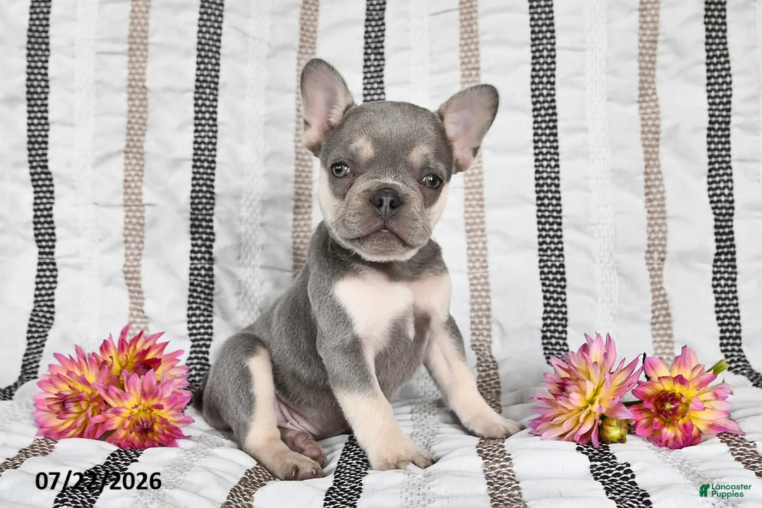 French Bulldog dogs for sale: Oliver - Ad 1