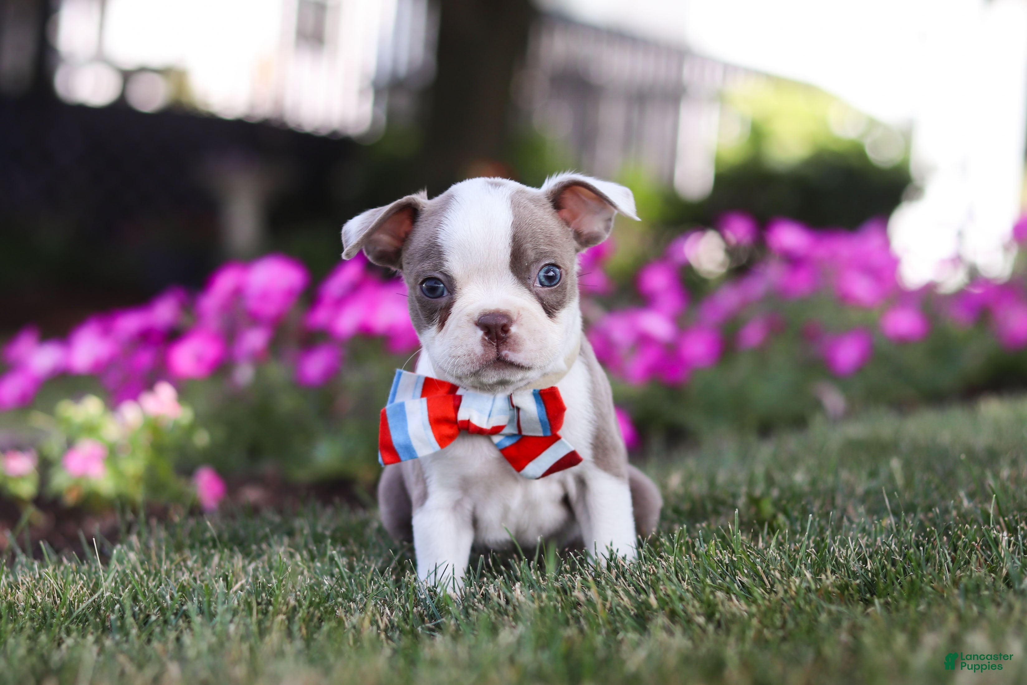 Boston Terrier dogs Bingo - Ad 1