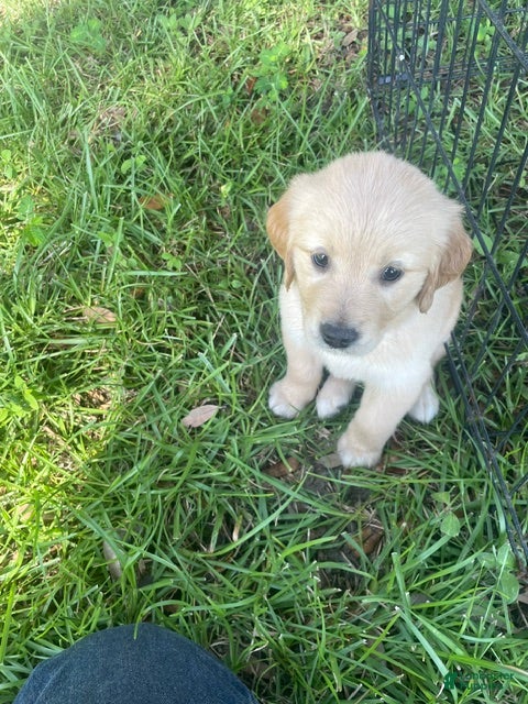Golden Retriever dogs Yellow collar girl - Ad 2