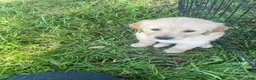 Golden Retriever dogs for sale: Yellow collar girl - Ad 2