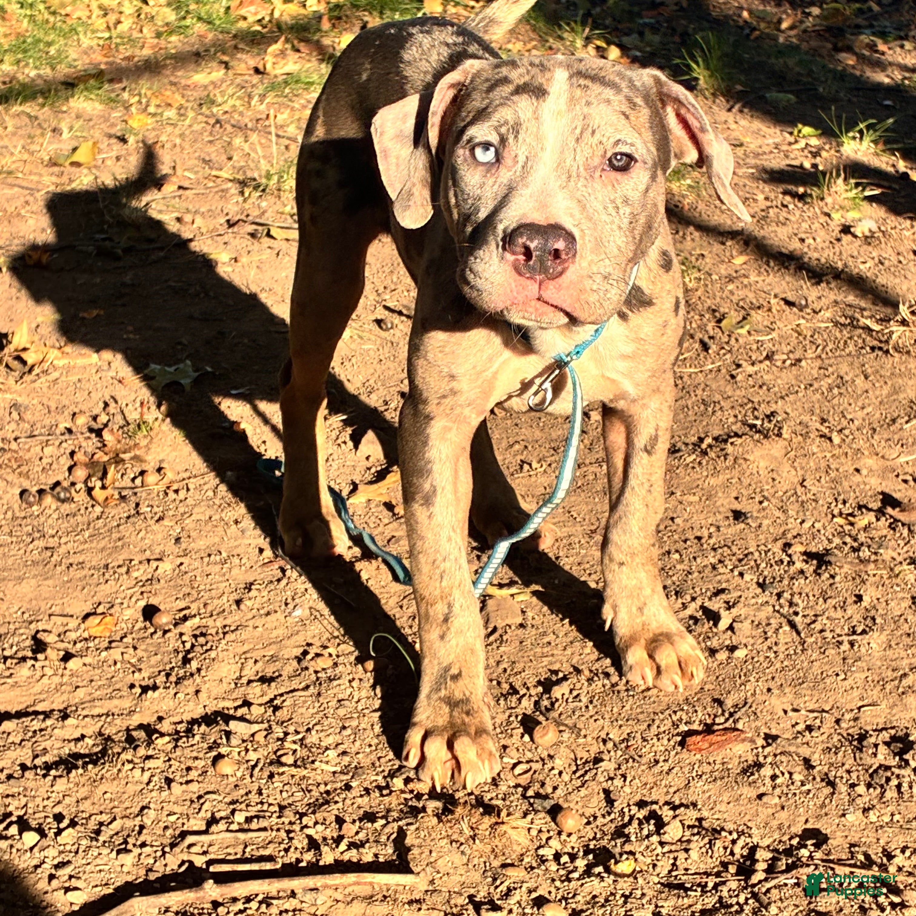 Mixed Breed dogs for sale: Mixed Breed 1 - Ad 34