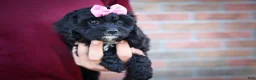 Cavapoo dogs for sale: BELLA - Ad 3