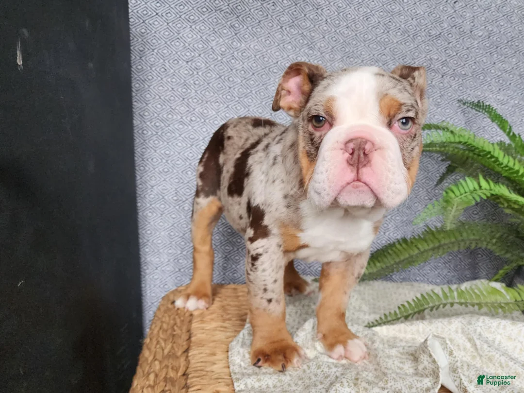 English Bulldog dogs for sale: Fletch - Ad 15