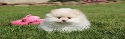 Pomeranian dogs for sale: Lola - Ad 16