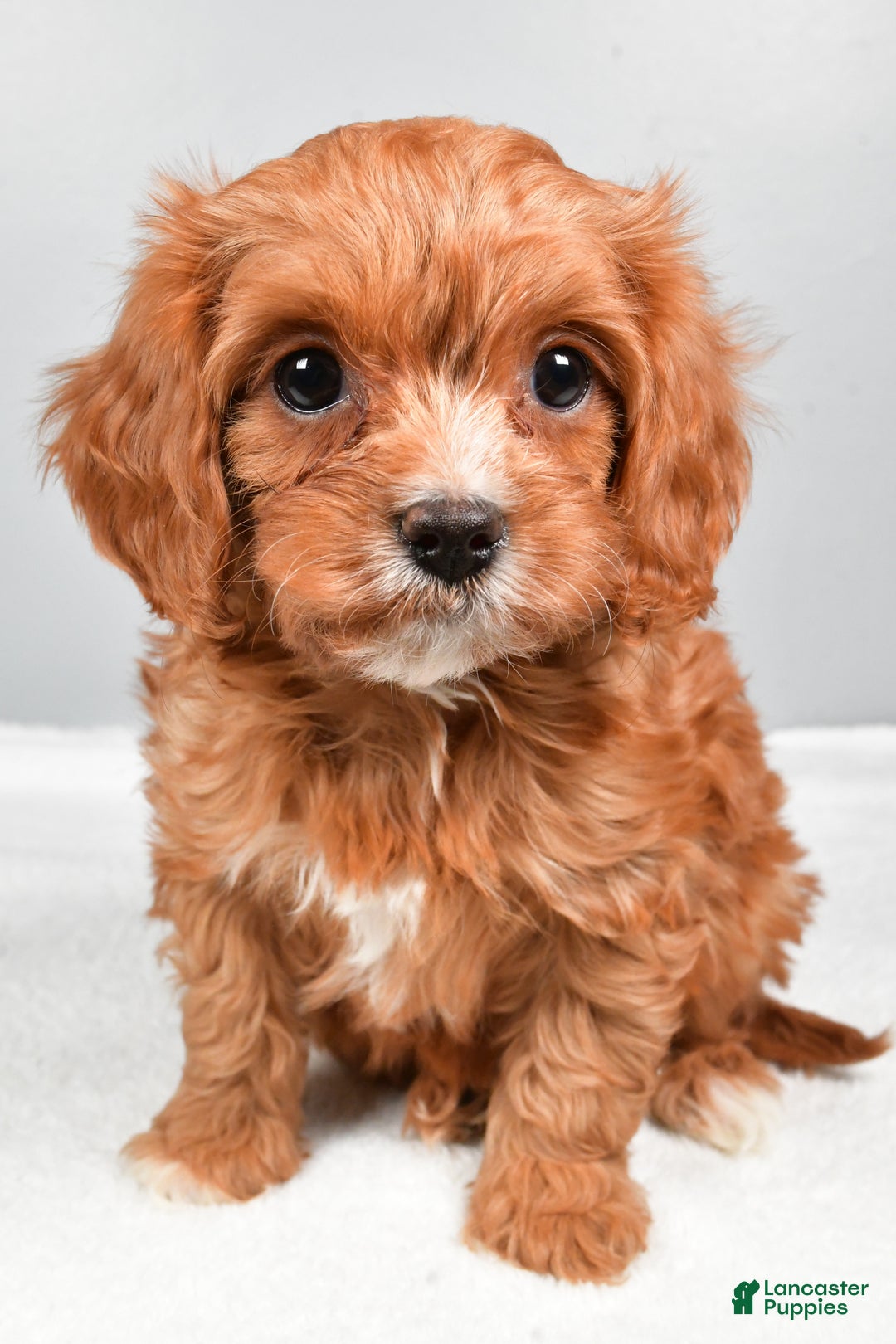 Cavapoo dogs for sale: Sasha - Ad 3
