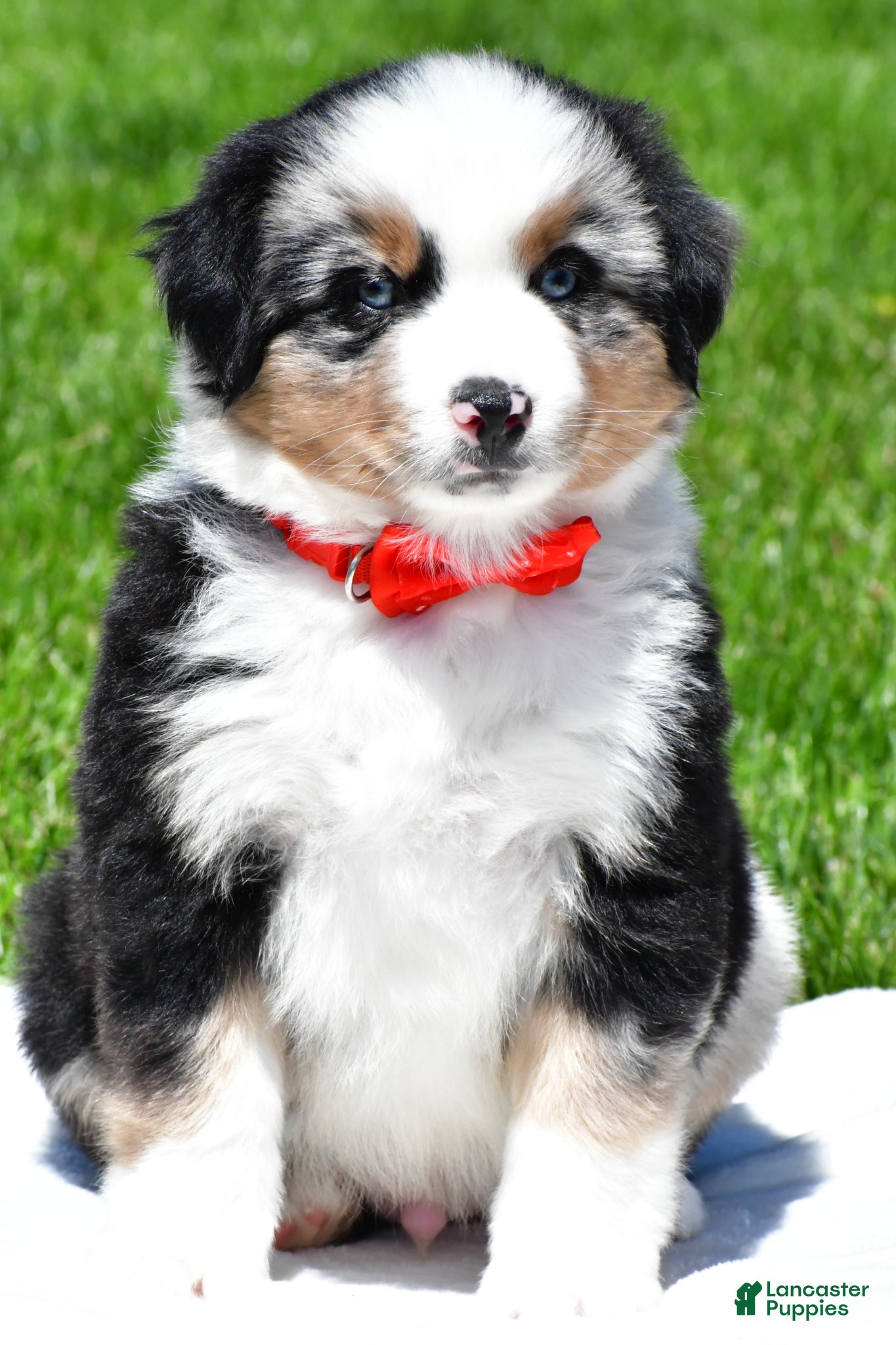 Miniature Australian Shepherd dogs for sale: Curtis - Ad 2