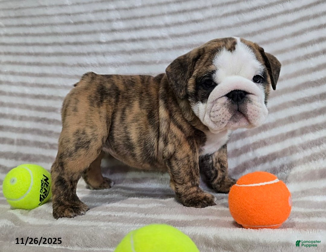 English Bulldog dogs for sale: Lulu - Ad 1
