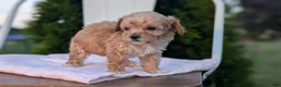 Miniature Poodle dogs for sale: Helix  - Ad 3