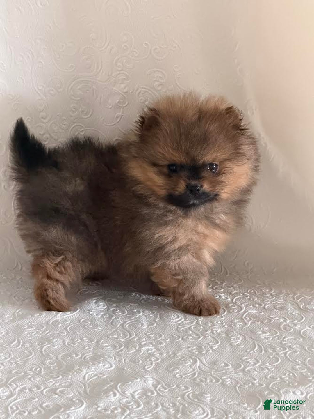 Pomeranian dogs for sale: Dazzle - Ad 3