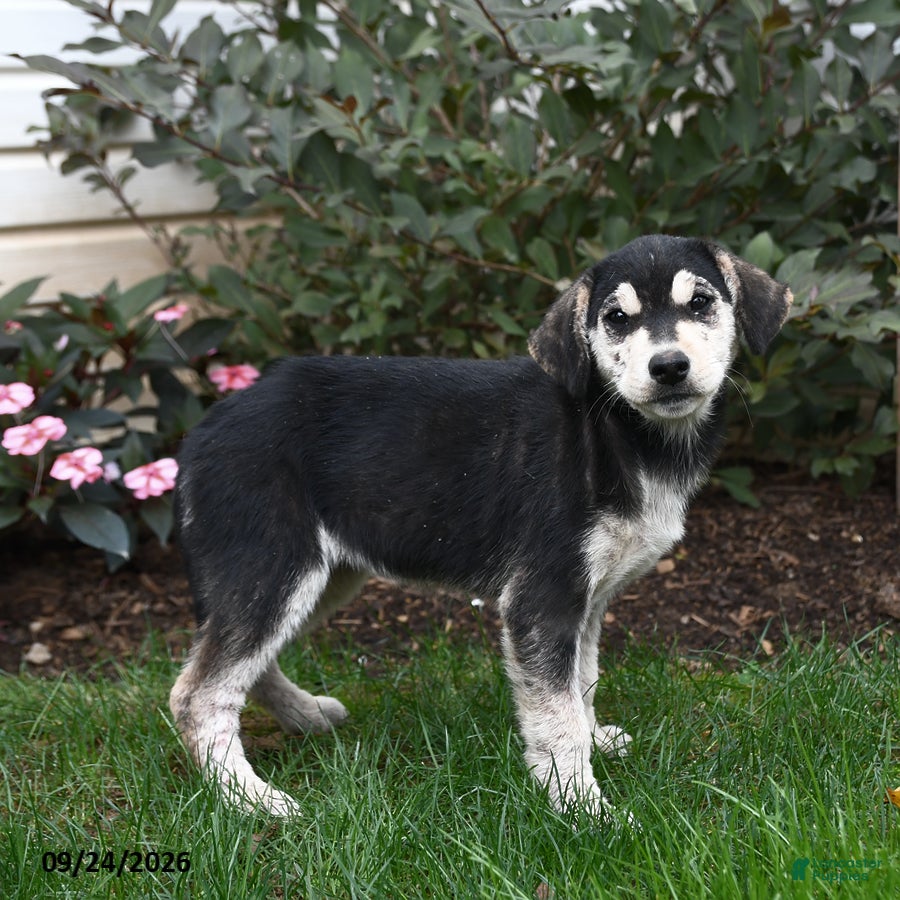 Mixed Breed dogs Rylee - Ad 1