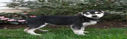 Mixed Breed dogs for sale: Rylee - Ad 1
