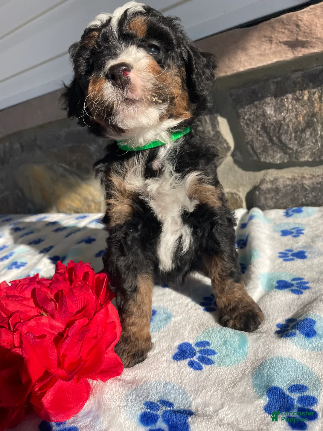 Mini Bernedoodle dogs for sale: Opal - Ad 2