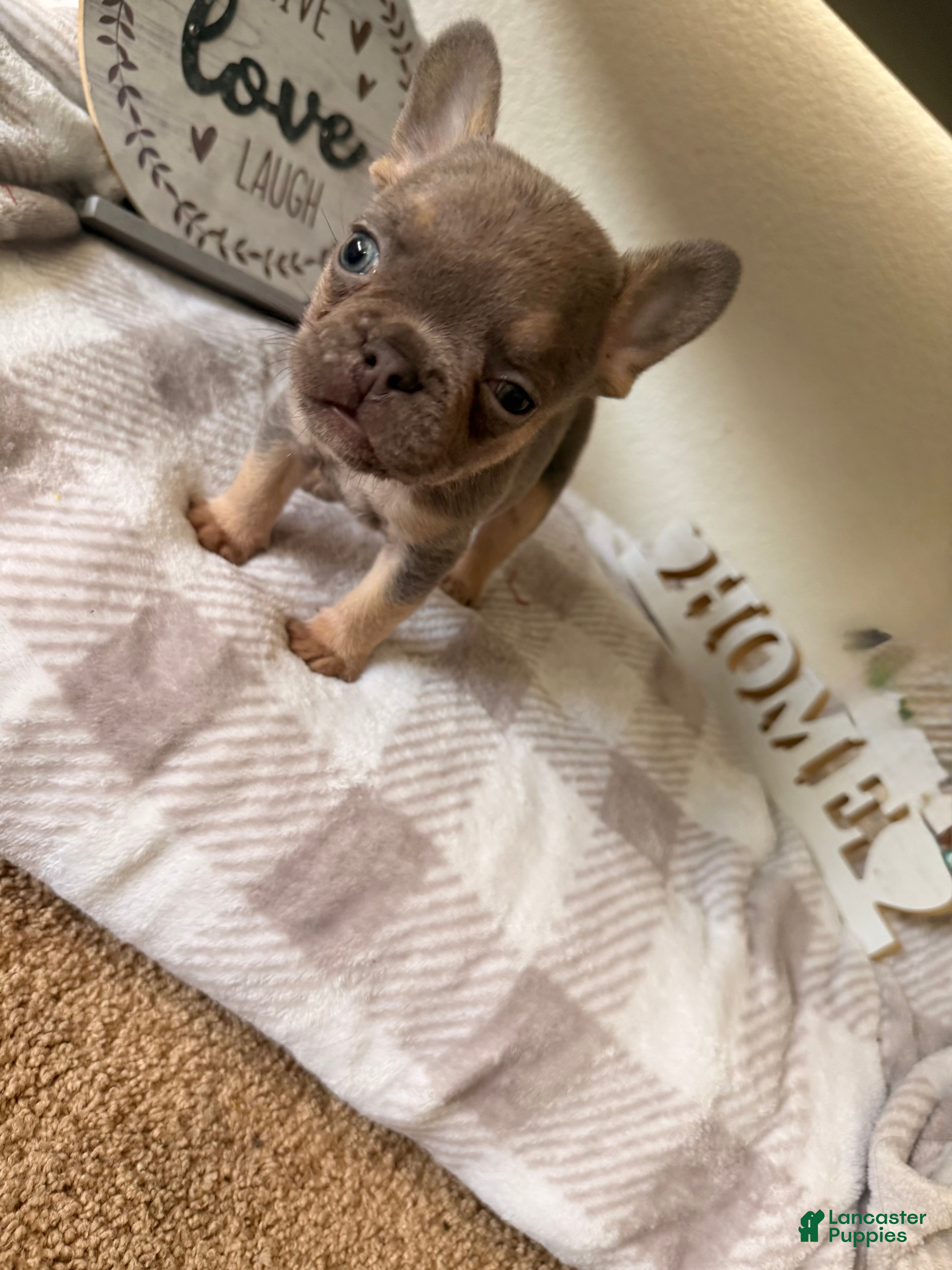 French Bulldog dogs French Bulldog 2 - Ad 15