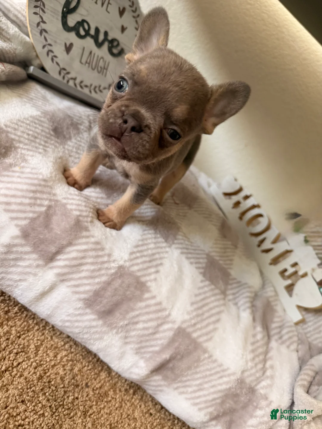 French Bulldog dogs for sale: French Bulldog 2 - Ad 1