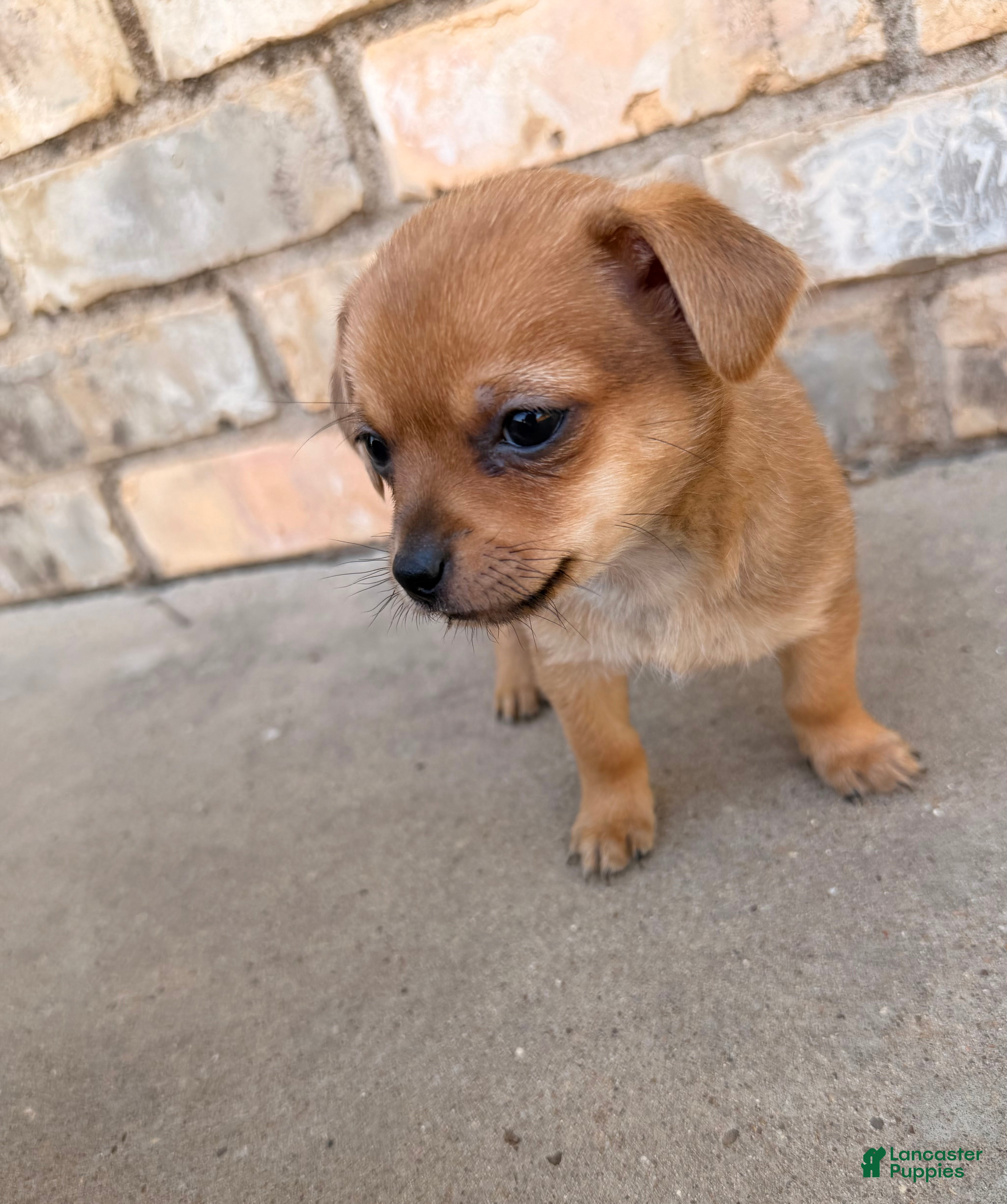 Mixed Breed dogs Chihuahua/Pomapoo - Ad 41