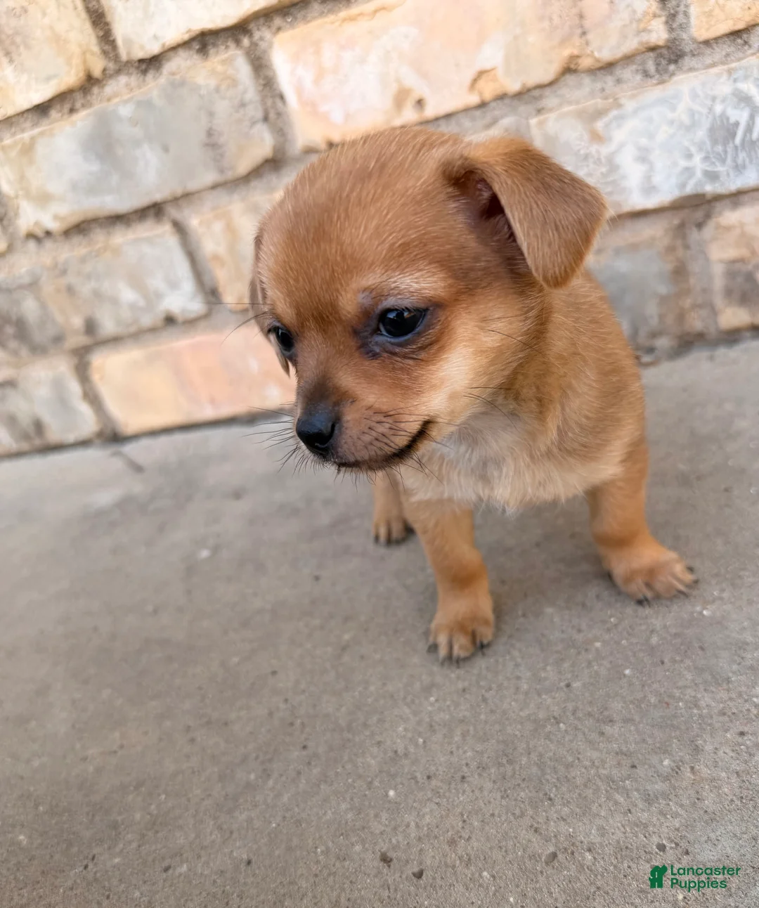 Mixed Breed dogs for sale: Chihuahua/Pomapoo - Ad 1