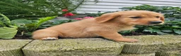 Golden Retriever dogs for sale: Katie  - Ad 5
