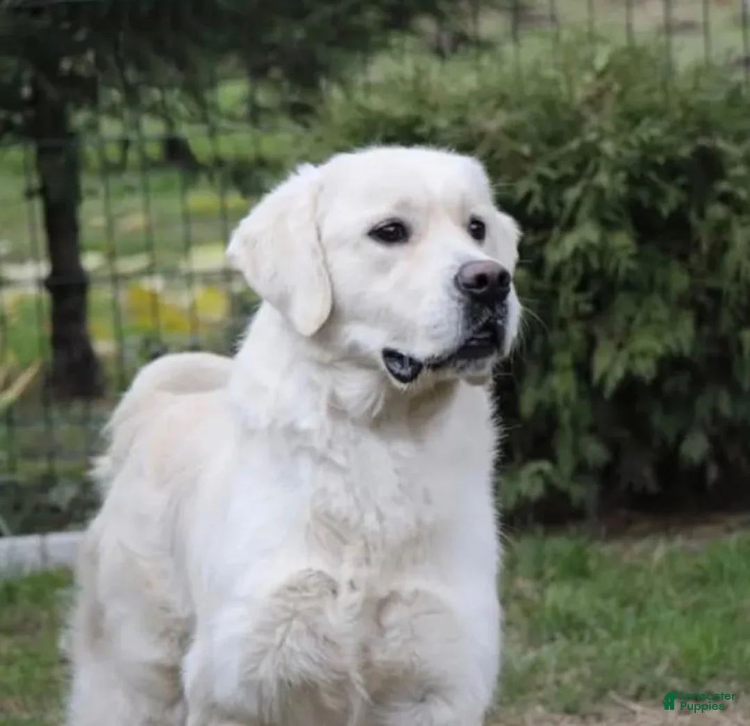 Golden Retriever dogs for sale: Green Boy - Ad 3