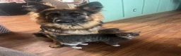 German Shepherd dogs for sale: Rocky (Red collar) - Ad 14