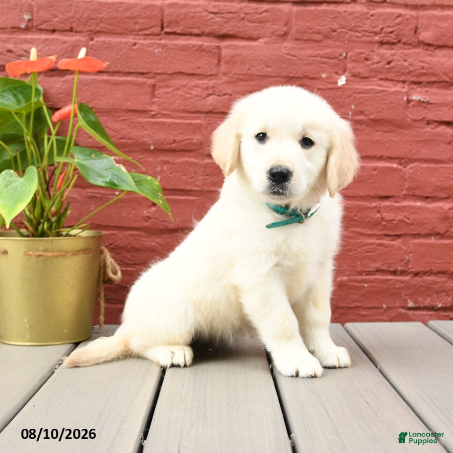 Golden Retriever dogs Tawny - Ad 1