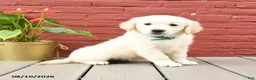 Golden Retriever dogs for sale: Tawny - Ad 1