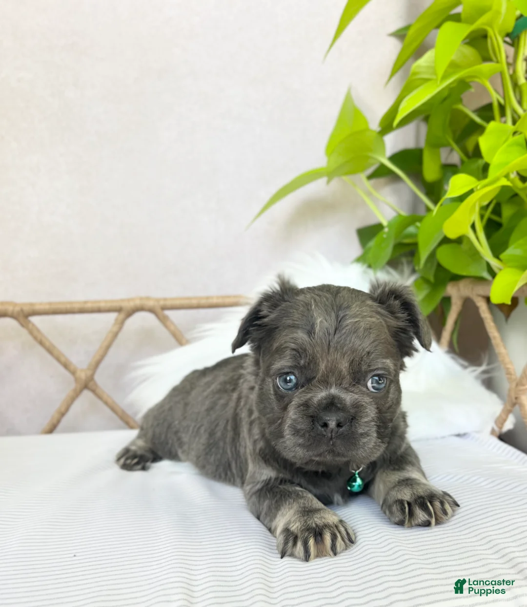 French Bulldog dogs for sale: French Bulldog Puppy 5 - Ad 2