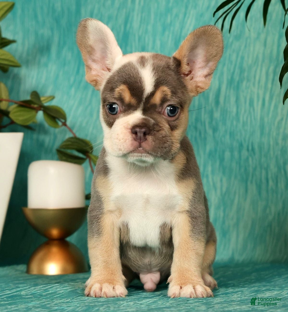 French Bulldog dogs Mojo - Ad 1